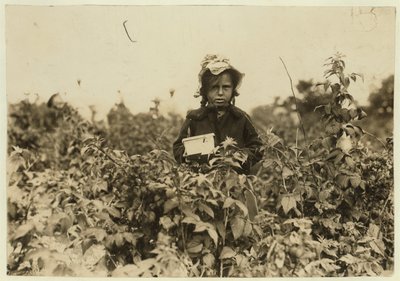 Annie Bissie plockar bär på fälten nära Baltimore, Maryland, 1909. av Lewis Wickes Hine