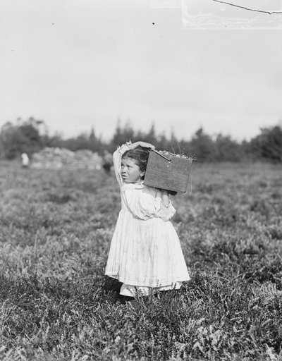 Åttaåriga Jennie Camillo från Philadelphia plockar tranbär vid Theodore Budd