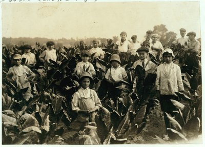 Goodrich Tobacco Farm, nära Gildersleeve, Connecticut, 1917 av Lewis Wickes Hine