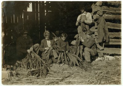 Söner till J.H. Burch i åldern 12, 14 och 17 år som strippar tobak under skoltid i Warren County, Rockfield, Kentucky, 1916 av Lewis Wickes Hine