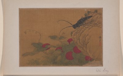 Gräshoppa på sten av Liang Wen