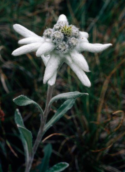 Edelweiss (bild) av Unbekannt Unbekannt