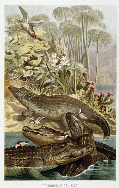 Nile Crocodiles (crocodylus niloticus) - i "The Life of Animals" av A.E. Brehm, Turin av Unbekannt Unbekannt