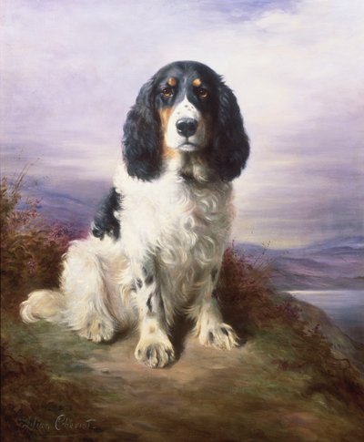 Royal, en trefärgad Springer Spaniel av Lilian Cheviot