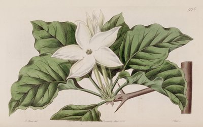 Gardenia i närheten av Lindley