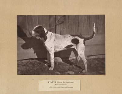 Pilote, Chien de Saintonge, Meute de Virelade, A.M. Joseph de Carayon Latour av Leon Cremiere