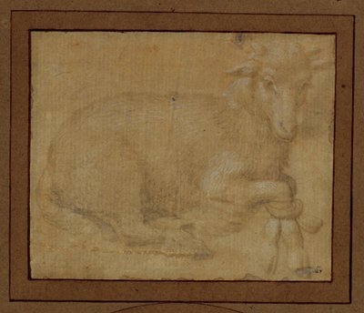 Studie av ett lamm ... av Lorenzo di Credi