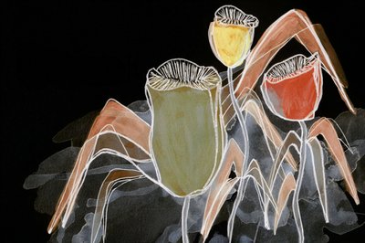 Mörka botaniska kapslar av Lori Ann Folz