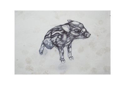 Little Pig, 2015, (bic biro på papper) av Lou Gibbs