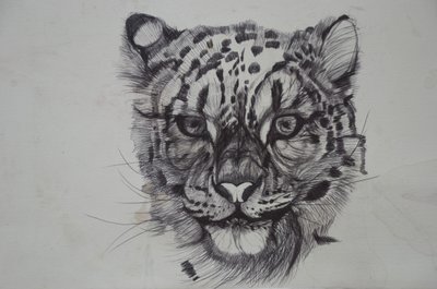 Snow Leopard, 2016, (bic biro på papper) av Lou Gibbs
