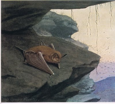 Gratis tailed Bat av Louis Agassiz Fuertes