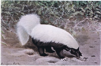 Hog Nosed Skunk, vit topp, svart botten, gräver efter mat med träffar långa klor av Louis Agassiz Fuertes