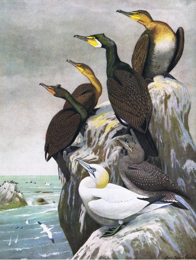 Illustration från puben The Natural History of American Birds of Eastern and Central North America. av Bramhall House c.1970 av Louis Agassiz Fuertes