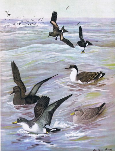 Illustration från puben The Natural History of American Birds of Eastern and Central North America. av Bramhall House c.1970 av Louis Agassiz Fuertes