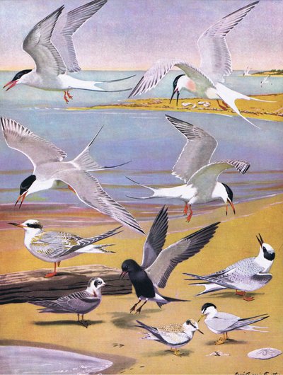 Illustration från puben The Natural History of American Birds of Eastern and Central North America. av Bramhall House c.1970 av Louis Agassiz Fuertes