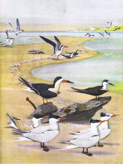 Illustration från puben The Natural History of American Birds of Eastern and Central North America. av Bramhall House c.1970 av Louis Agassiz Fuertes