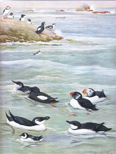 Illustration från puben The Natural History of American Birds of Eastern and Central North America. av Bramhall House c.1970 av Louis Agassiz Fuertes