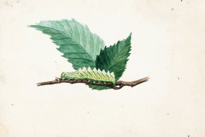 Jagged Leaf Edge Caterpillar, studie för boken Dolda färger i djurriket av Louis Agassiz Fuertes