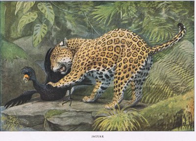 Jaguar av Louis Agassiz Fuertes