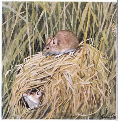 Western Harvest Mouse lever och häckar i ett gräsbevuxet bo av Louis Agassiz Fuertes