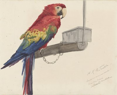 Papegoja av Louis Charles Bombled