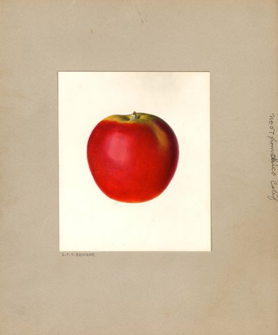 Äpple (Malus domestica: nr 57) (akvarell) av Louis Charles Christopher Krieger