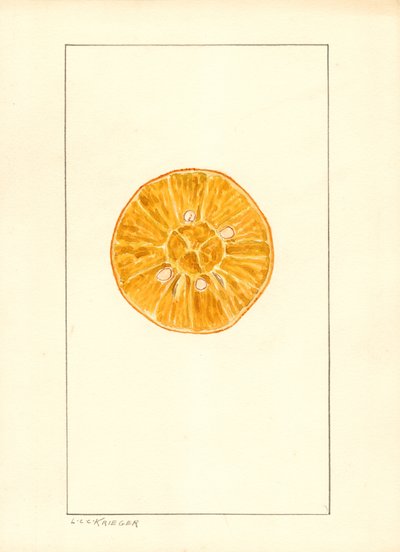 Apelsin (Citrus sinensis) (vattenfärg) av Louis Charles Christopher Krieger