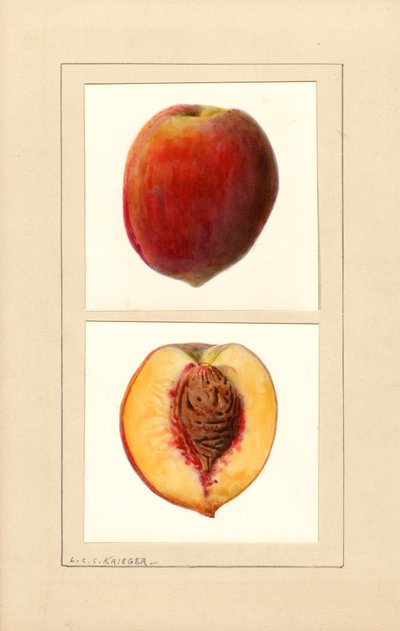 Persikor (Prunus persica: Nummer 10) (akvarell) av Louis Charles Christopher Krieger