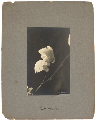 swedish av Louis Comfort Tiffany