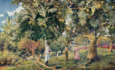 Bröd-fruktträd, Centralamerika (färg litho) av Louis Fairfax Muckley