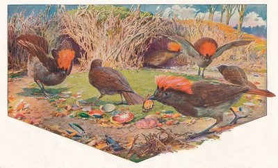 Trädgårdsmästare Bower Birds, 1911, 1911 av Louis Fairfax Muckley