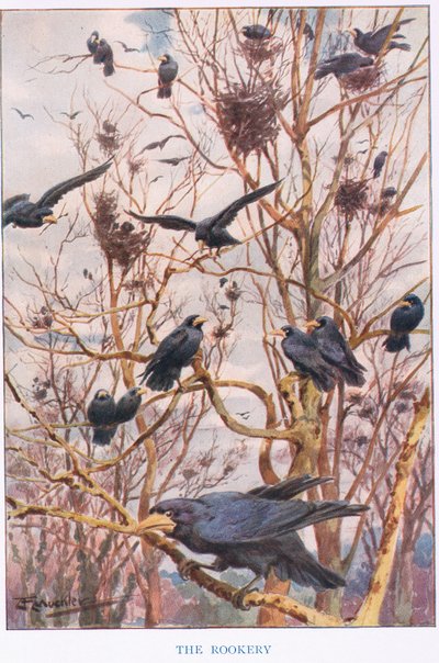 The Rookery, illustration från 