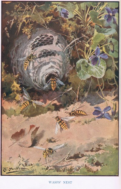 Getingbo, illustration från 