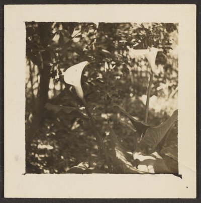 [Calla liljor] av Louis Fleckenstein