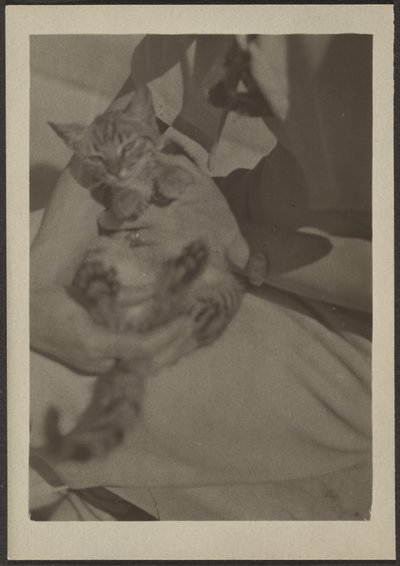 [Katt] av Louis Fleckenstein