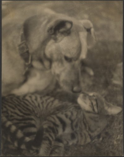 [Katt och hund] av Louis Fleckenstein