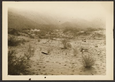 [Coyote Canyon] av Louis Fleckenstein