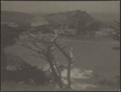[Cypress på kusten] av Louis Fleckenstein