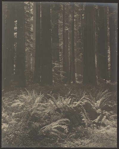 [Ormbunke i skogen] av Louis Fleckenstein