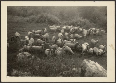 [Fårflock] av Louis Fleckenstein