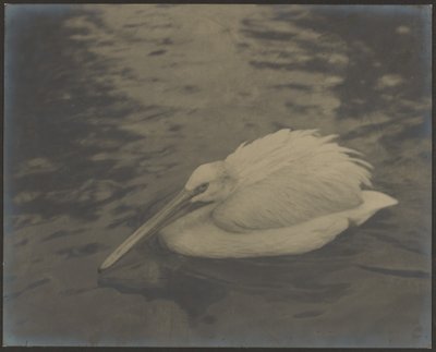 [Heron] av Louis Fleckenstein