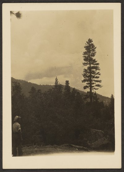 [Idyllwild] av Louis Fleckenstein