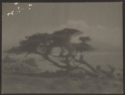 [Landskap med cypress] av Louis Fleckenstein