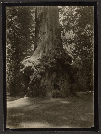 [Redwood, Big Basin] av Louis Fleckenstein