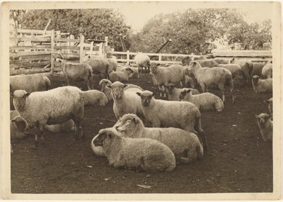 [Får i pennan] av Louis Fleckenstein