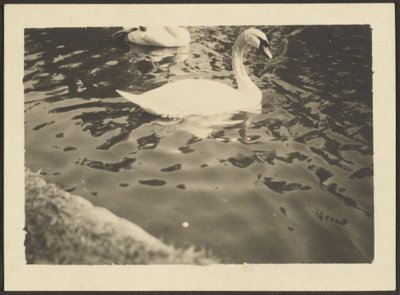 [Swan] av Louis Fleckenstein