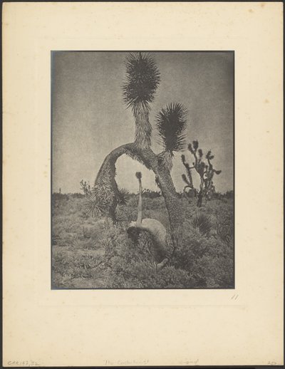 Kontorsionisten av Louis Fleckenstein