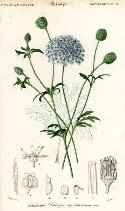 Blå spetsblomma, Trachymene coerulea. ,1849 (gravyr) av Louis Joseph Edouard Maubert