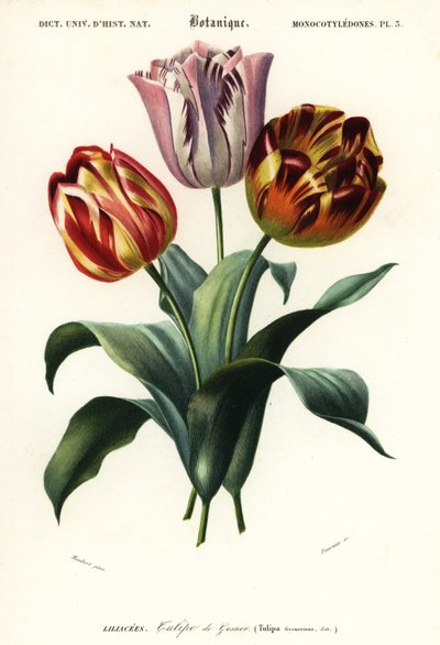 swedish av Louis Joseph Edouard Maubert