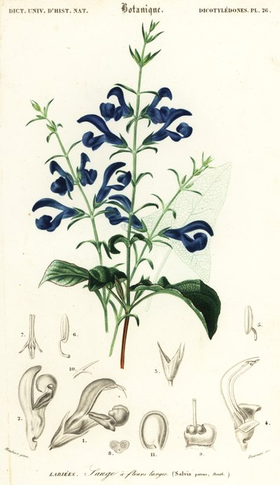 Gentiana salvia eller spridande salvia, Salvia patens., 1849 (gravyr) av Louis Joseph Edouard Maubert